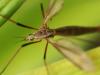 Just Your Ordinary Crane Fly